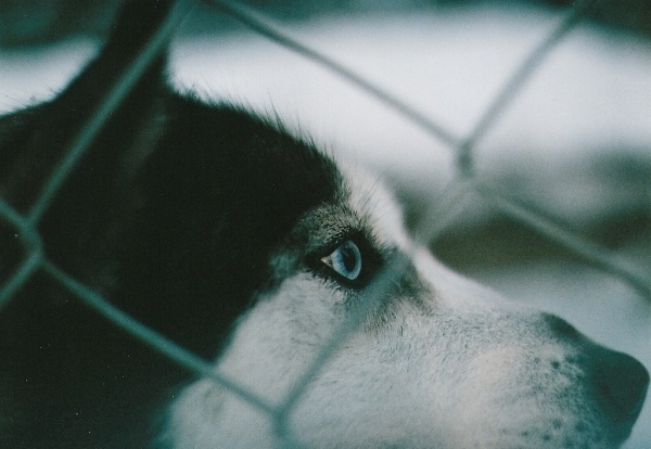 Filth Flarn Filth #husky #photography #dramatic