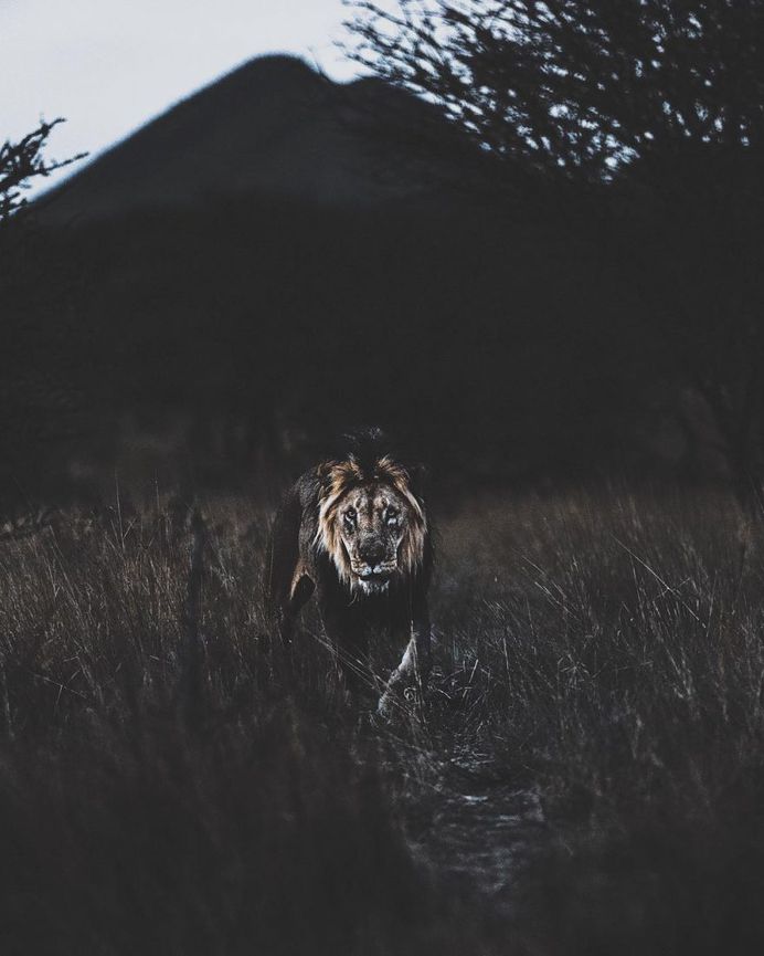 Breathtaking Portraits of Wild Animals by Donal James Boyd