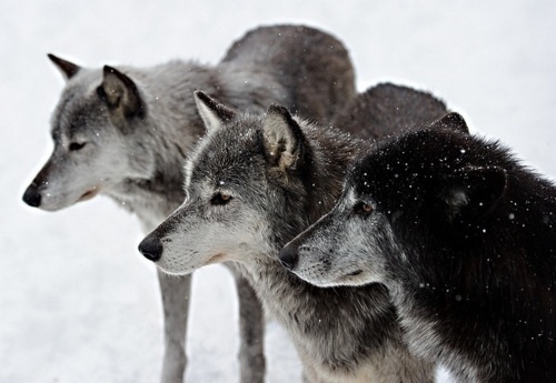 DeadFix » Wolf #wolves #wolf