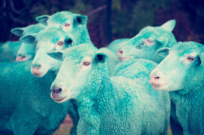 gray malin the dream series rainbow sheep #sheep