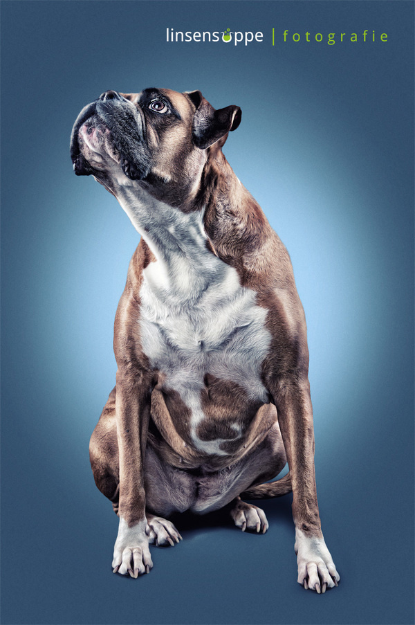 Elegant Dog Portraits Photography by Daniel Sadlowski #Animals #dogs #photography #cuteDog