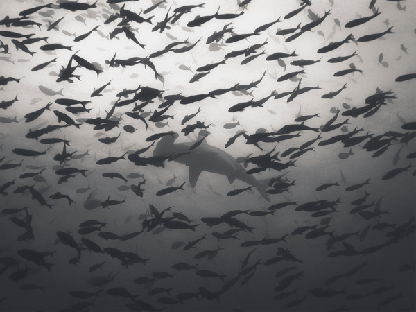 Lone Shark. March 9 Photograph by Denis Nezhentsev, National Geographic Your Shot #ocean #fish #shark #sea #photography #predator #hammerhead #hunt #underwater #life