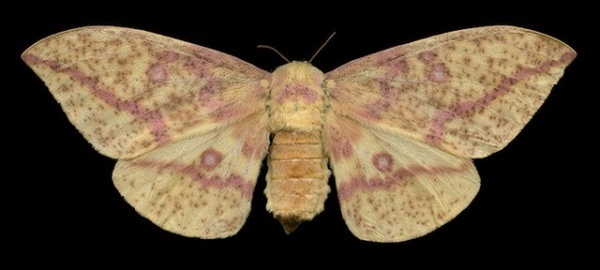 Winged Tapestries #inspiration #photography #macro