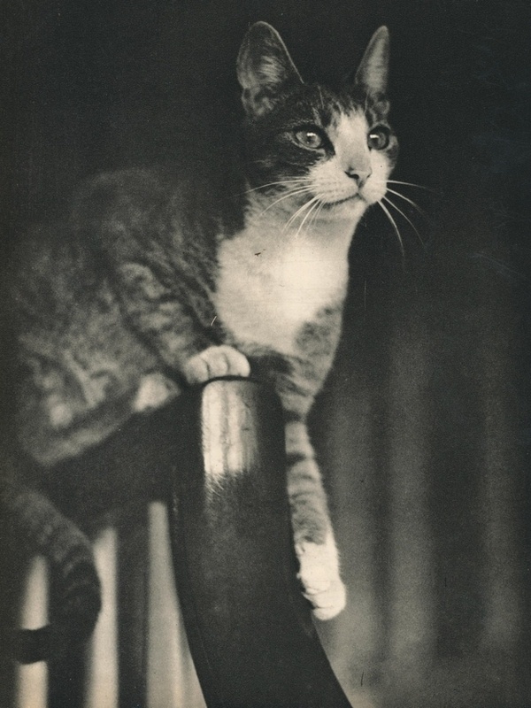 Sam, 1937 #cat #vintage #photograph