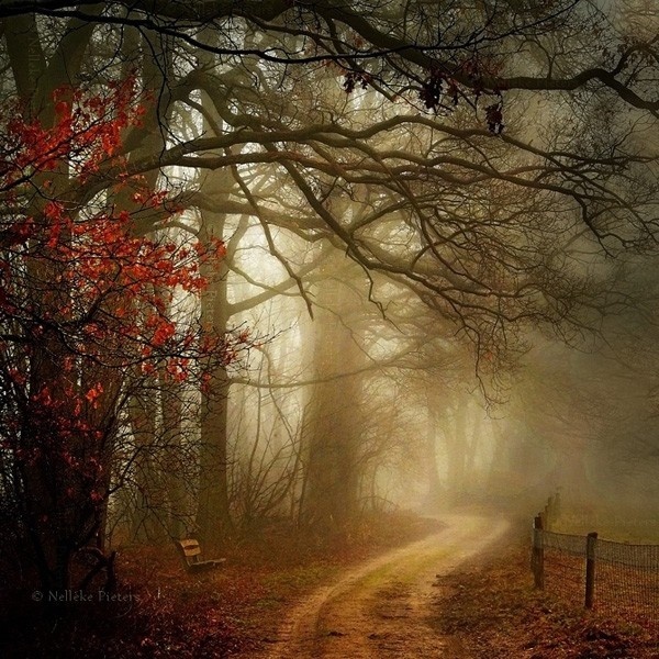 Most Beautiful Forest Photography by Nelleke Pieters