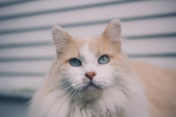 IMG_6883.jpg #photo #cat #photograph #photography #vsco