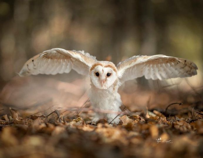 #owlsofinstagram: Adorable Owl Pictures by Tanja Brandt