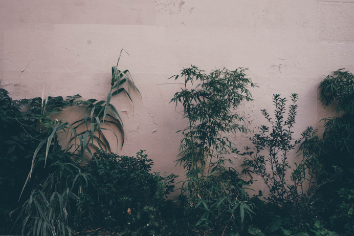 France #dannymaker #dnlkrgr #photography, #fujifilm #france #paris #plants #green #X-T10 #digital