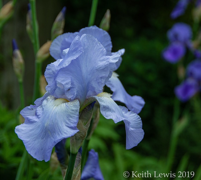 Chalk blue Iris