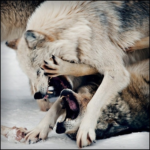 THEM THANGS #fight #wolf
