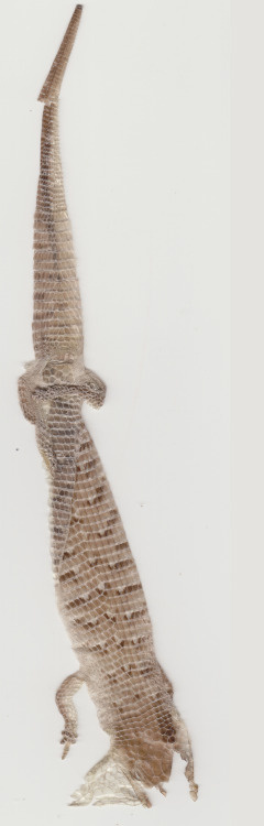 #scan #scanner #sit-scan #sitscan #sit scan #skin #lizzard