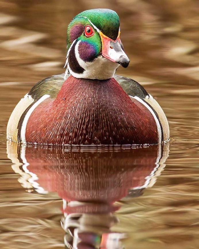 Sunil Gopalan Captures Striking Photos of Birds on Five Continents
