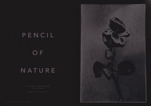 Daisy | Craig Scott #photography #editorial #typography