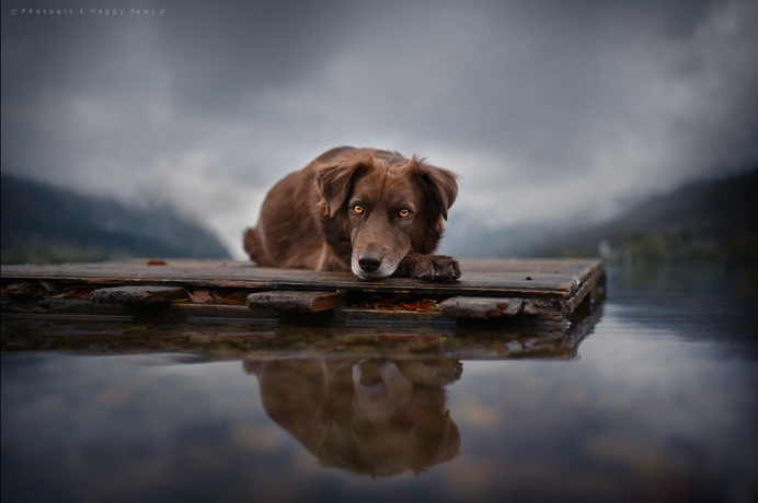 Photographer Captures Soulful Portraits Of Dogs In Austrian Wilderness #dog #animals #photography #portrait