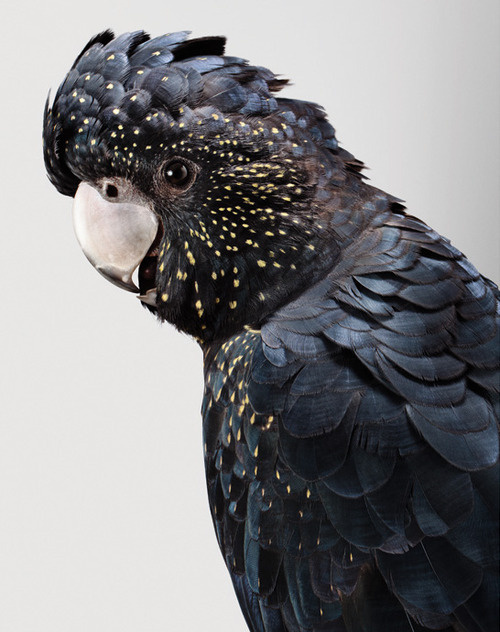 Have a Nice Day #parrot