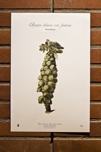 Natural Selection: Restaurant name, Branding and Identity design / The Official Manufacturing Company #catering
