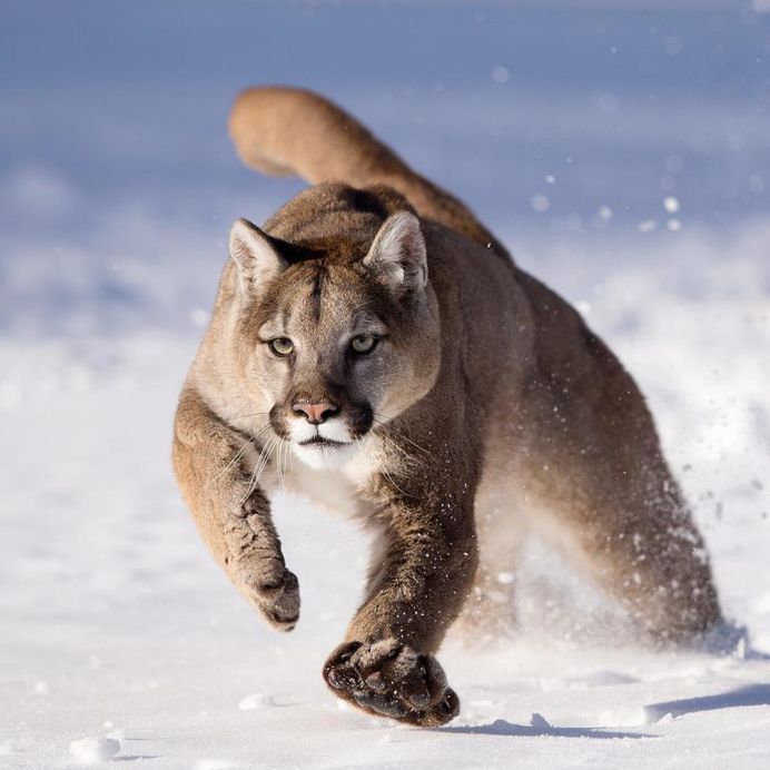 Breathtaking Close-Up Portraits of Wild Animals by Serhat Demiroglu