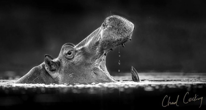 Amazing Wild Animals Portraits by Chad Cocking