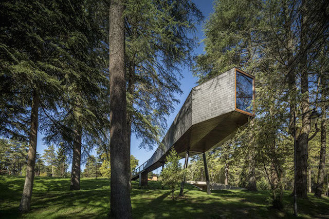 treesnakehouse-13 #architecture #house #tree