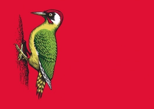 Wood Pecker CiderÂ - TheDieline.com - Package Design Blog #cider #illustration #smithandmilton #woodpecker