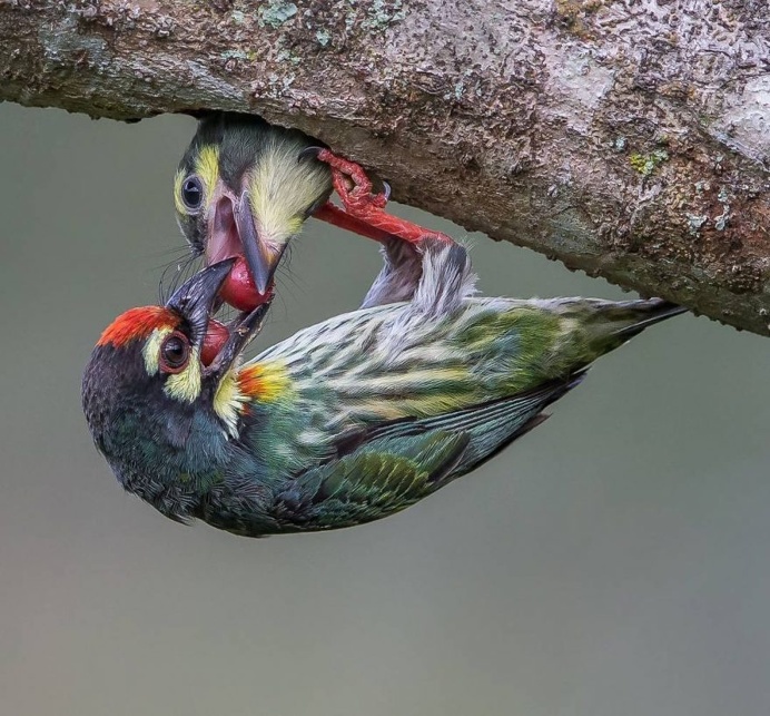 Amazing Bird Photography by Johnson Chua