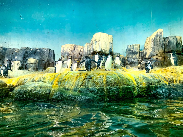 Penguins at Central Park
