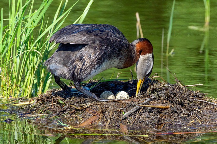 Red-Necked grebe arranging her eggs