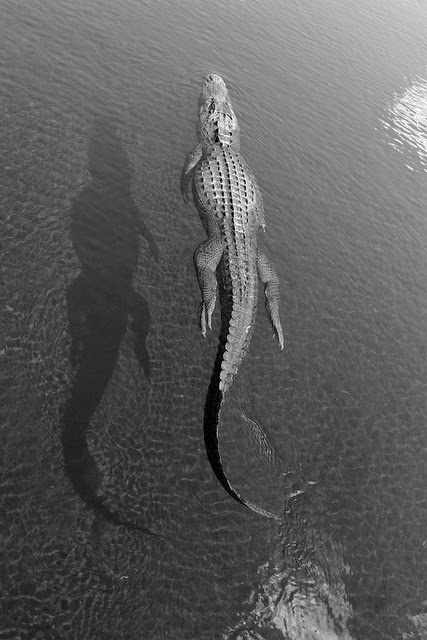 WILD THING: Shell Blues #crocodile #white #black #photography #swim #reptile #and #croc #animal