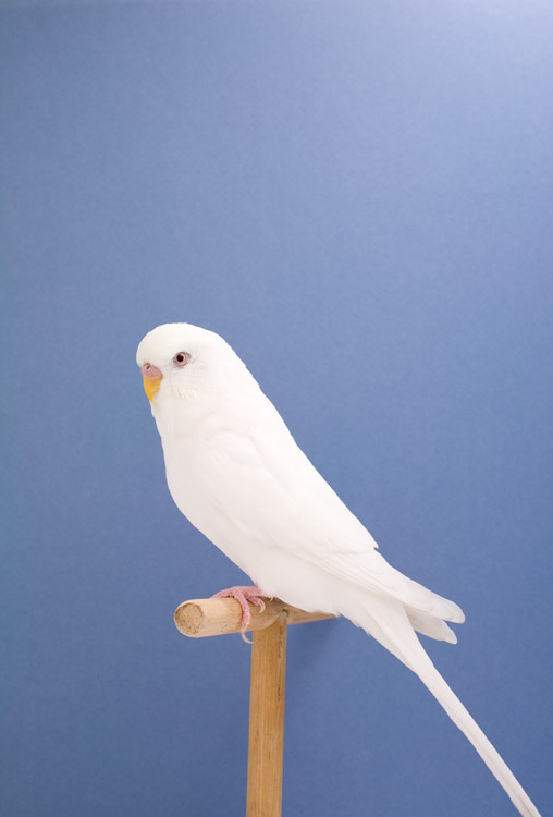 Budgie #8