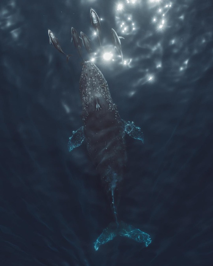Slater Moore Captures Majestic Pictures of Whales in Monterey Bay