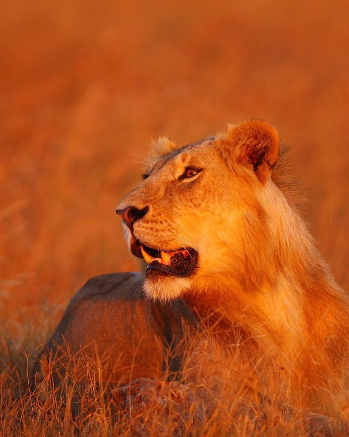 Breathtaking Close-Up Portraits of Wild Animals by Serhat Demiroglu