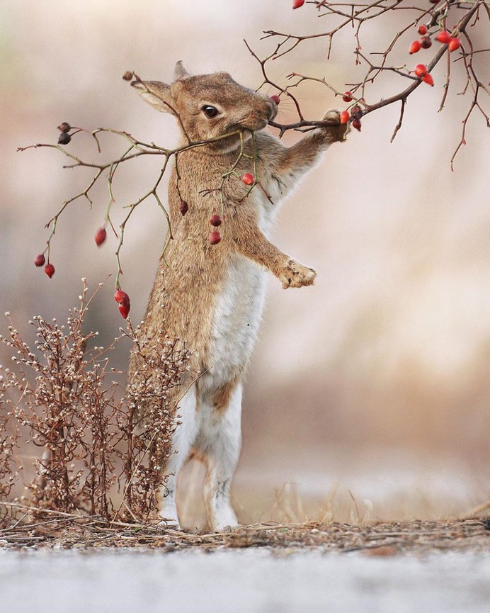Amazing Wildlife Photos of European Squirrels by Julian Rad