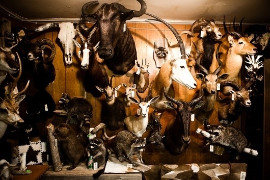 Blog | PTARMAK #photography #mounts #animals