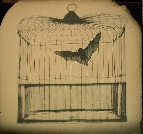 Affaire Mortal, Finch by Phil Nesmith #nesmith #phil #bat #photography #cage #art