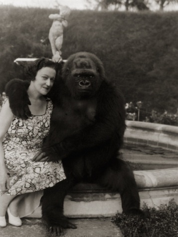 gorilla.jpg (357×475) #gorilla