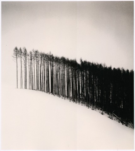 FFFFOUND! | Invisible Stories #trees