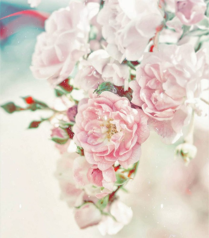 Stunning Macro Flowers Photography by Pia Lee