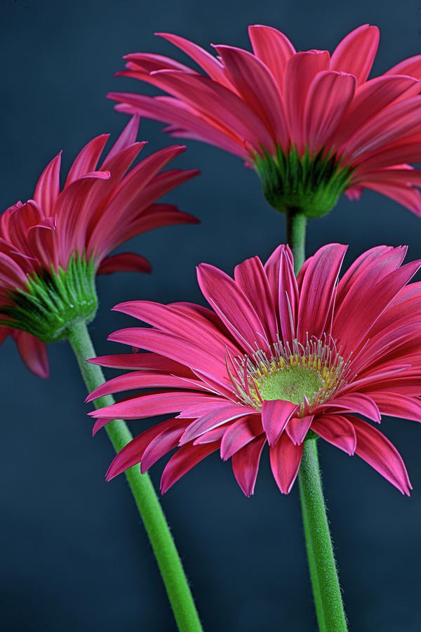 daisy painting & daisy paint by number #painting