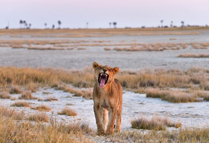 Astonishing Wild Animals Photography in Africa by Steven Dover