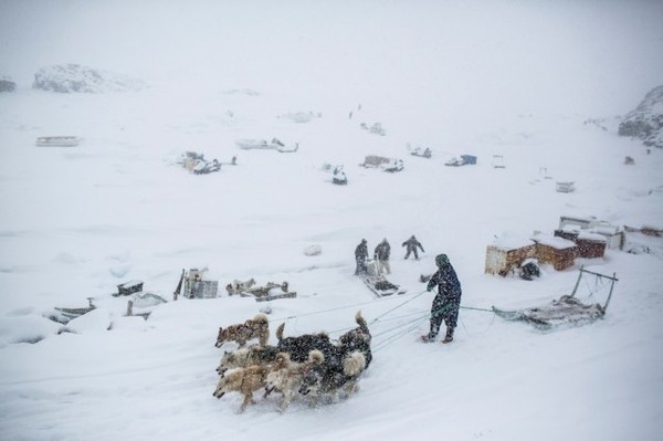 Greenland 16 #photography #dogs #greenland