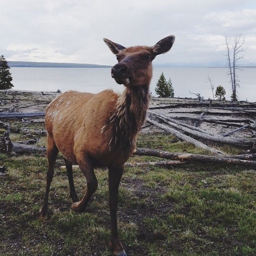 kevinruss_04.jpg (510×510) #deer #timber #photography #lake #america