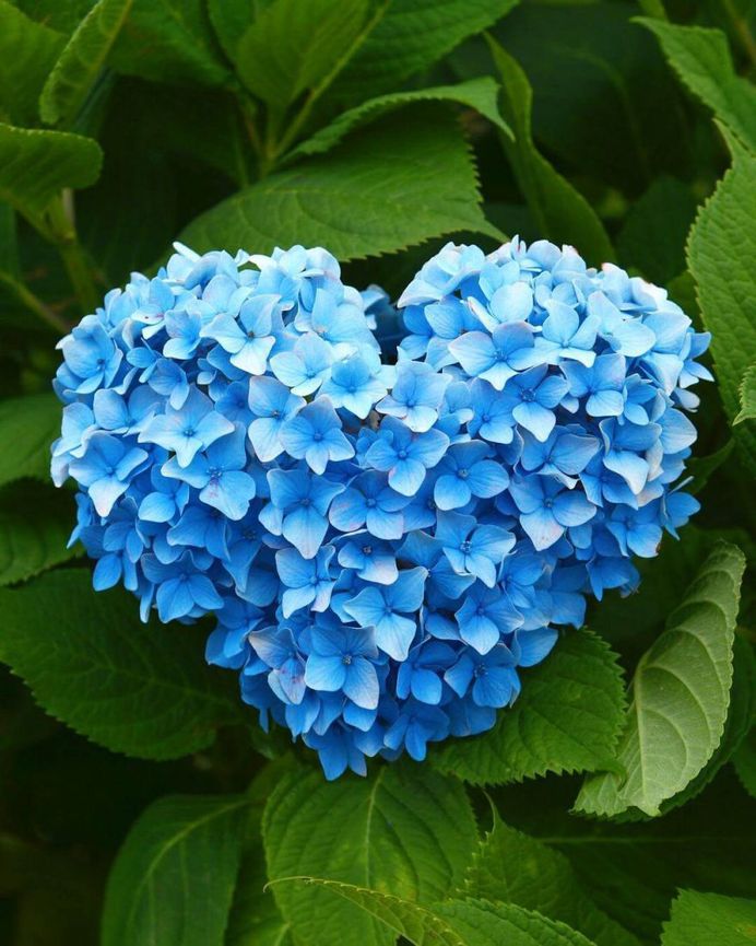 Hydrangeas Festival by moonlightice