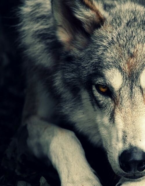 in for the kill #wolf