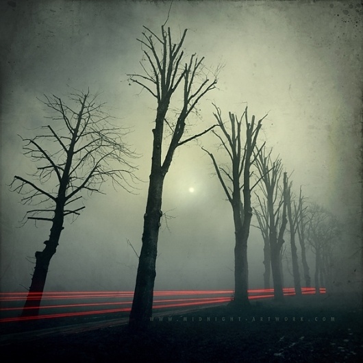 Photos | Midnight-Artwork #forest #fog