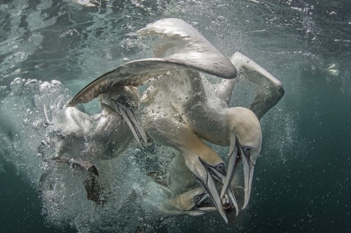 The Stunning Winners Of The 2017 Underwater Photographer Of The Year