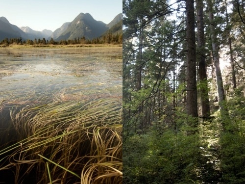 Tumblr #widgeon #creek