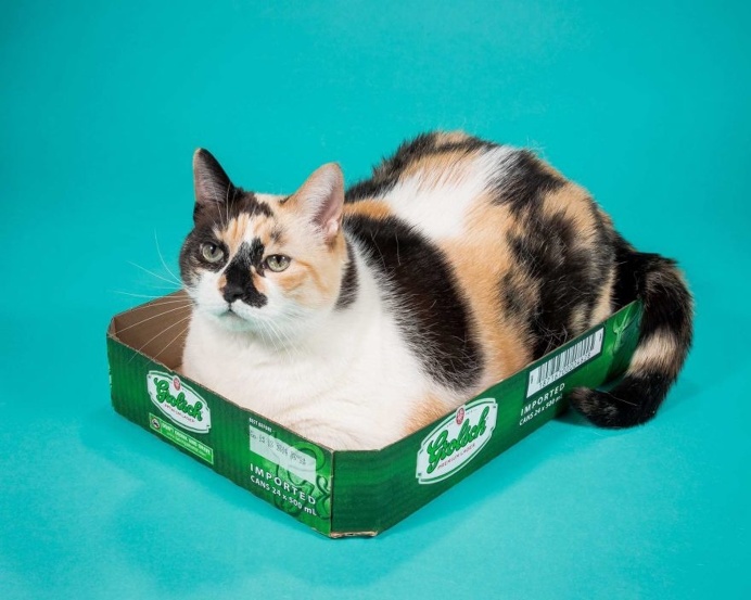 Fat Cats: Peter Thorne Captures Adorable Photos of Toronto's Chubby Cats