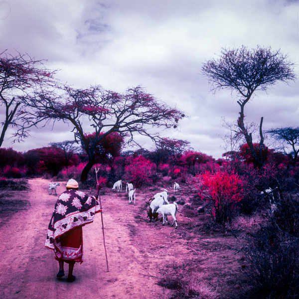 Daniel Zvereff. 'Introspective' #zvereff #photography #daniel #infrared #introspective