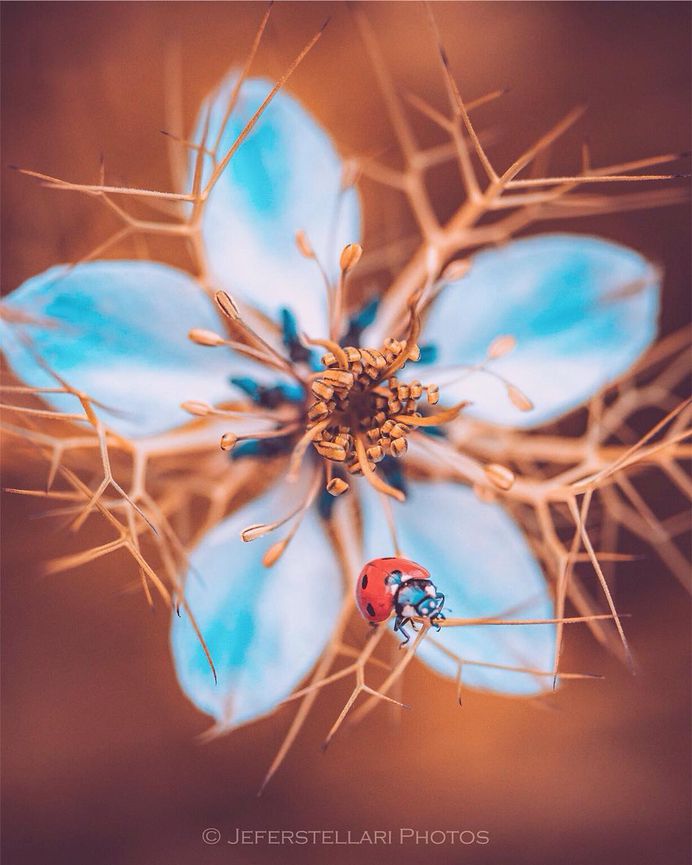 Beautiful Macro Flower Photography by Jeferson Silva Castellari