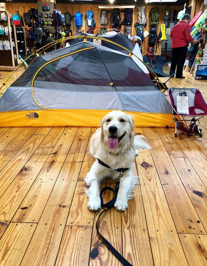 Most Dog Friendly Stores in America - Great Outdoor Provision Co.